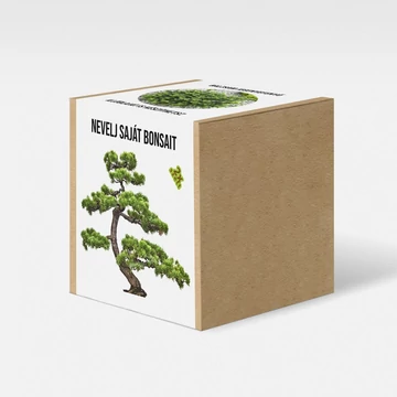 Balzsamfenyő - bonsai nevelő szett