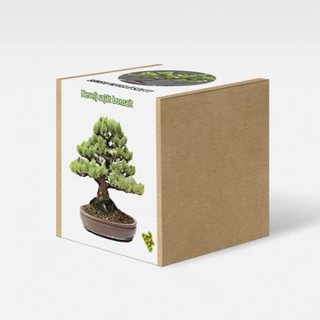 Fenyőfa bonsai nevelő szett