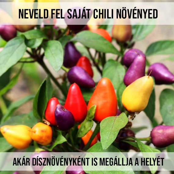 Fenyőfa bonsai nevelő szett