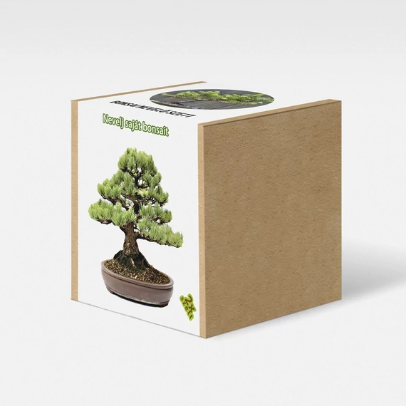 Fenyőfa bonsai nevelő szett